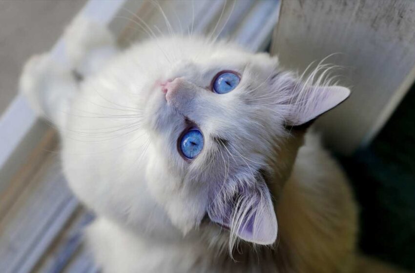 Kedi cinsleri ve özellikleri hakkında her şey